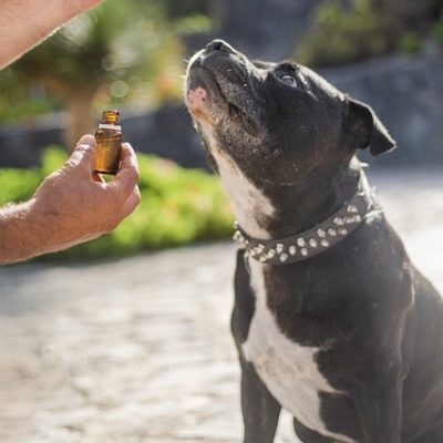 cbd-oil-dogs-5441160_640-1.jpg